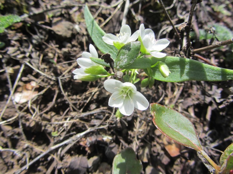 Claytonia serpenticola photo 4