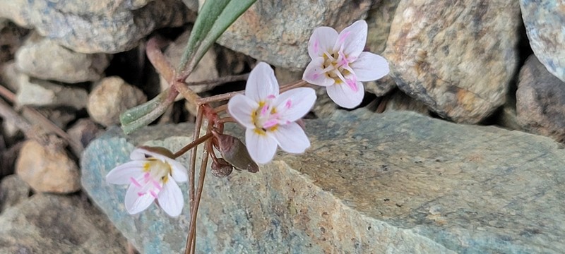 Claytonia serpenticola photo 5