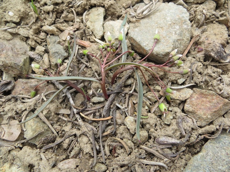 Claytonia serpenticola photo 6
