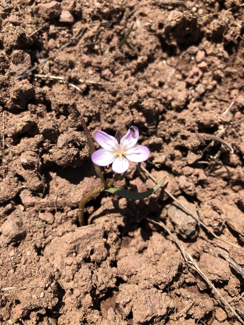 Claytonia serpenticola photo 7