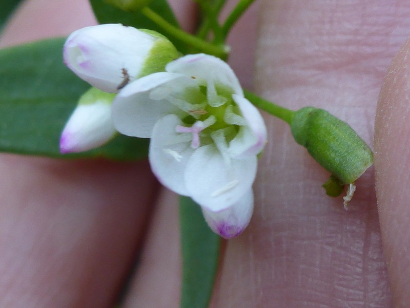 Claytonia serpenticola photo 8