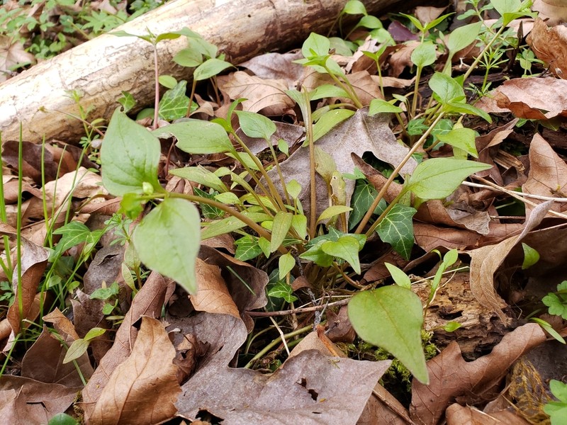 Siberian Springbeauty