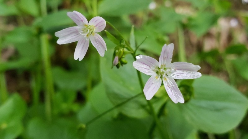 Siberian Springbeauty photo 2
