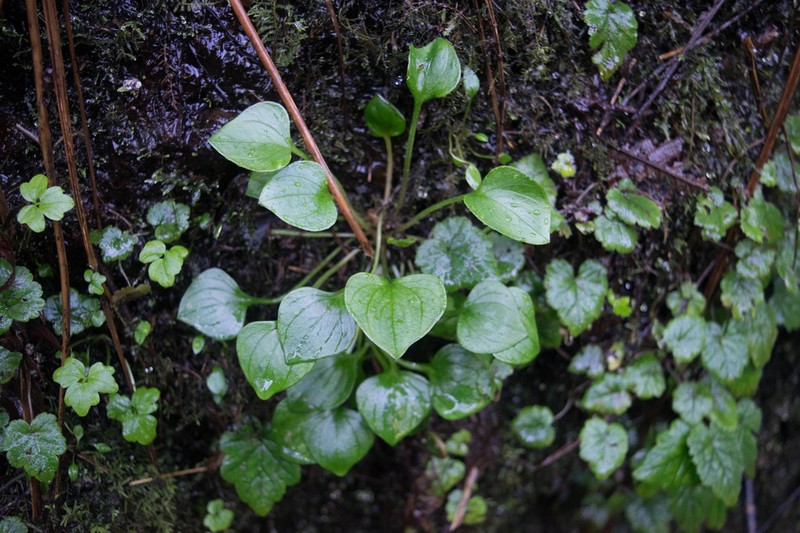 Siberian Springbeauty photo 3