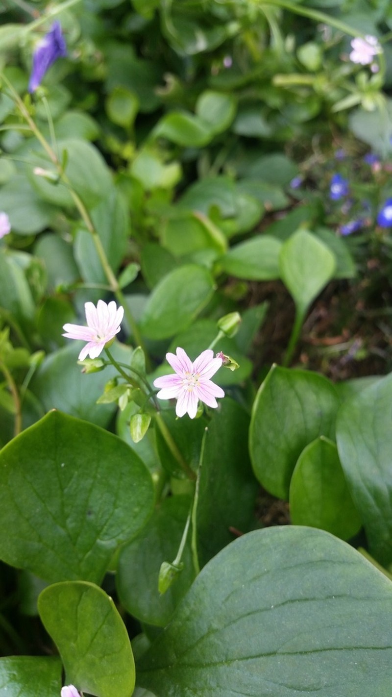 Siberian Springbeauty photo 4