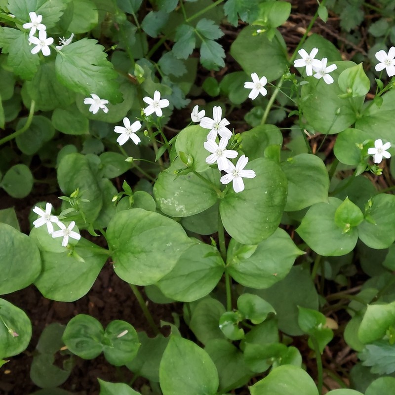 Siberian Springbeauty photo 5