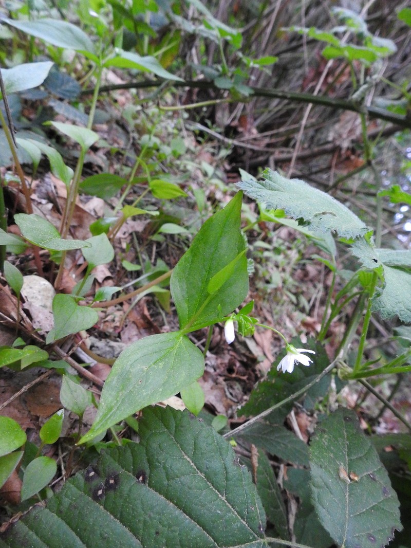 Siberian Springbeauty photo 6