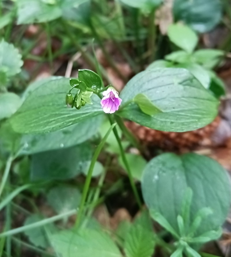 Siberian Springbeauty photo 7
