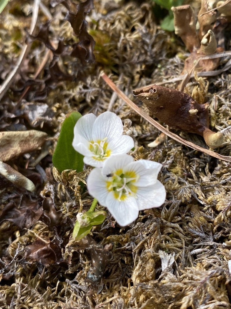 Tuberous Springbeauty