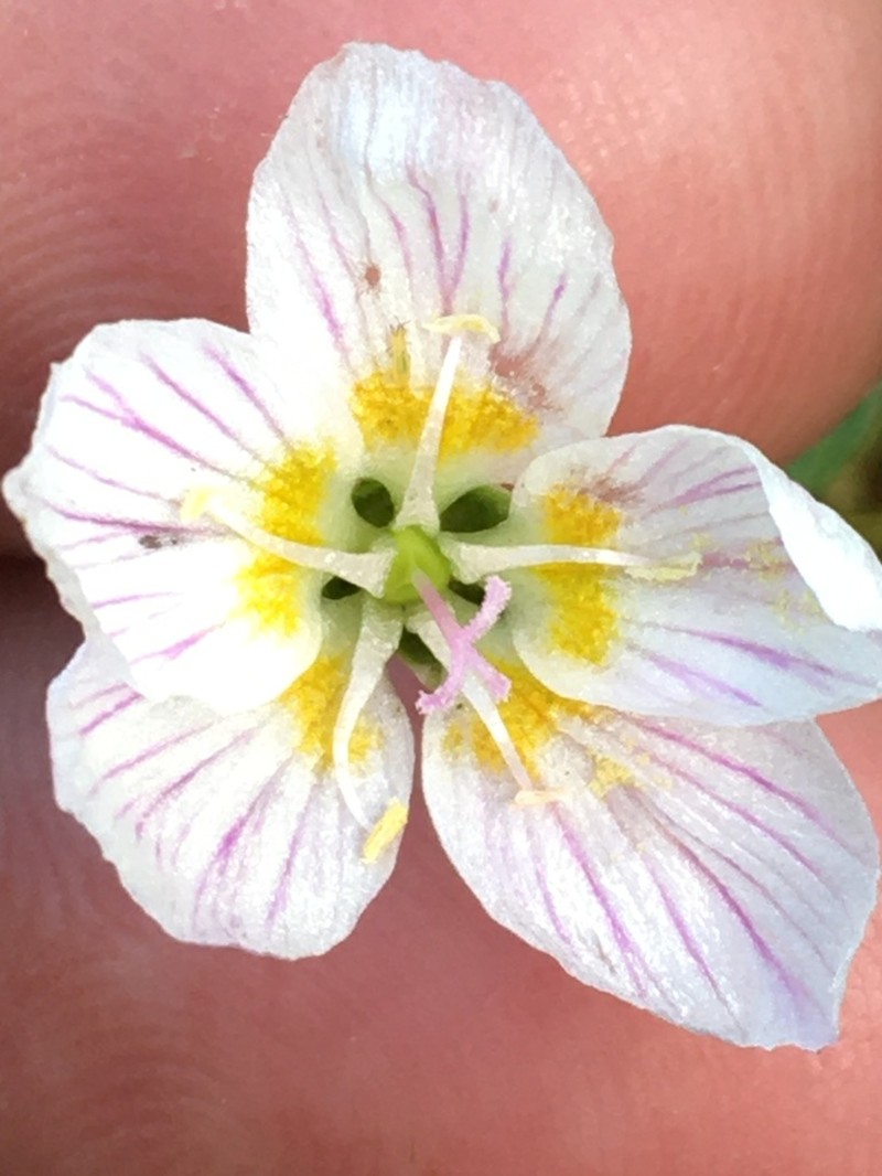 Tuberous Springbeauty photo 3