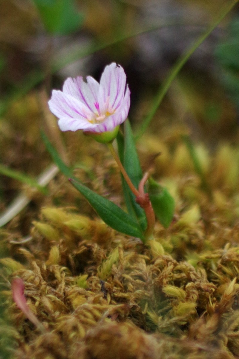 Tuberous Springbeauty photo 4