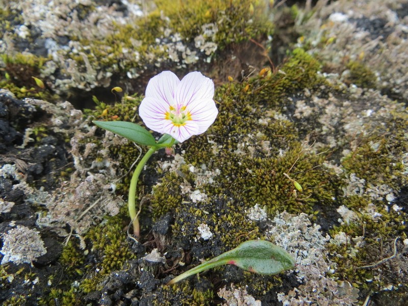 Tuberous Springbeauty photo 5