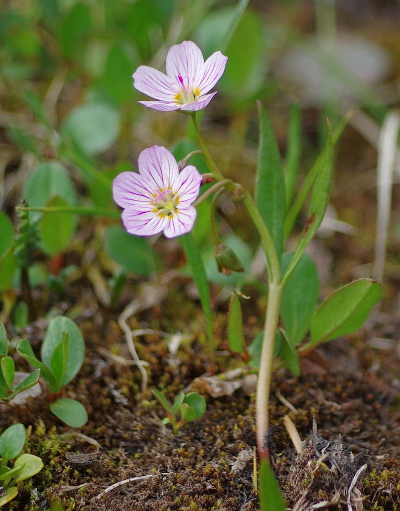 Tuberous Springbeauty photo 6