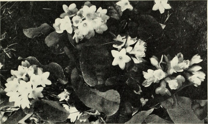 Great Basin Springbeauty