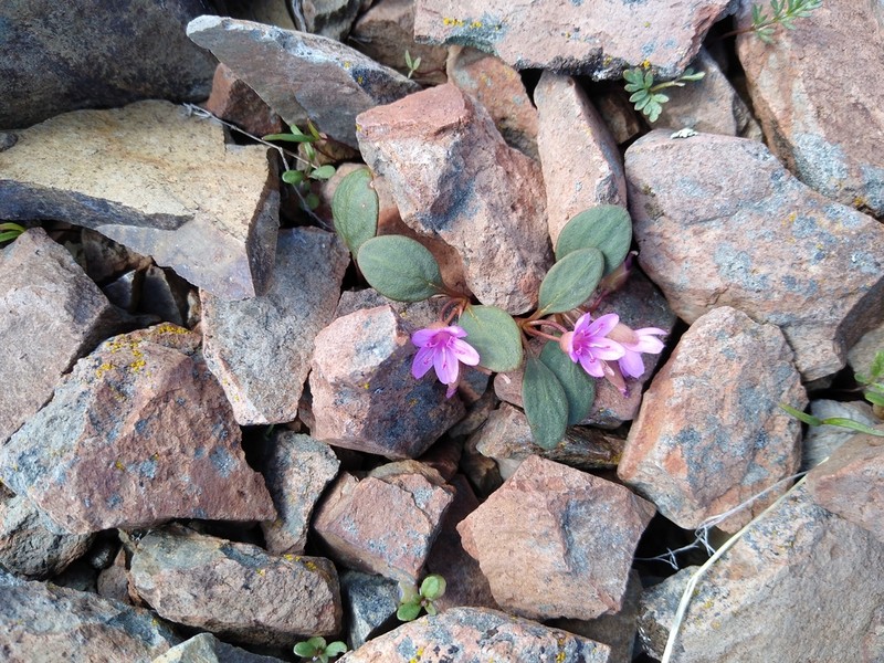 Great Basin Springbeauty