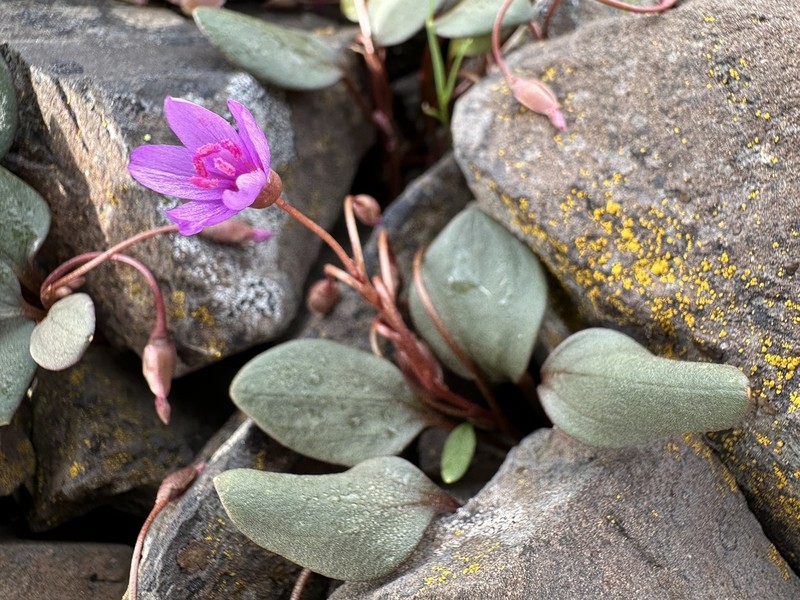 Great Basin Springbeauty photo 2