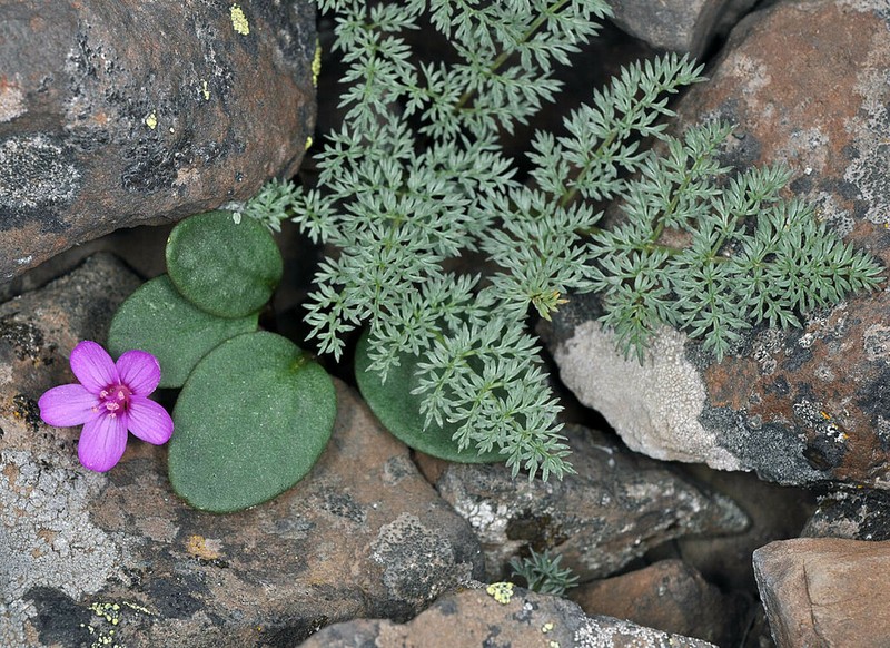 Great Basin Springbeauty photo 3