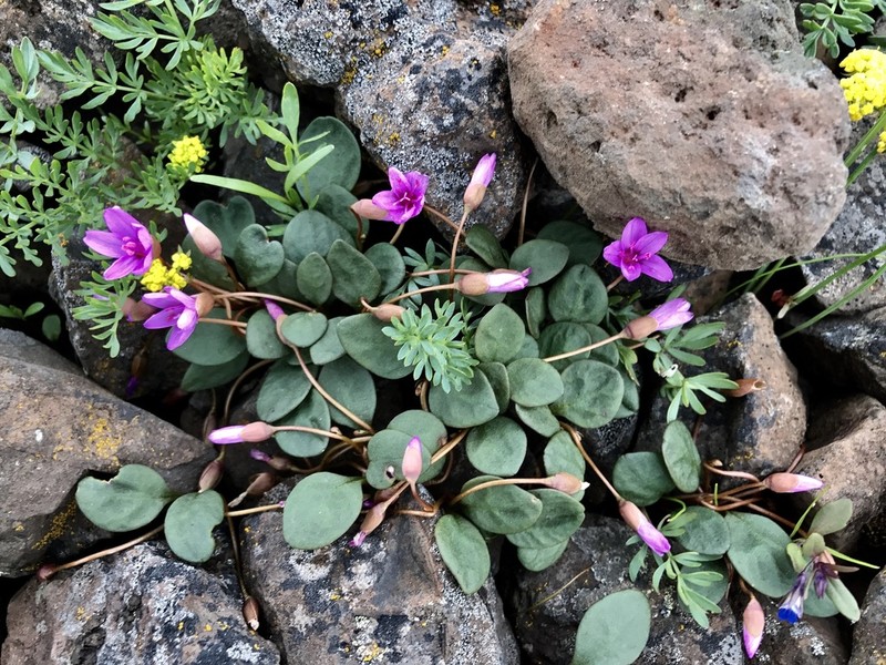 Great Basin Springbeauty photo 4