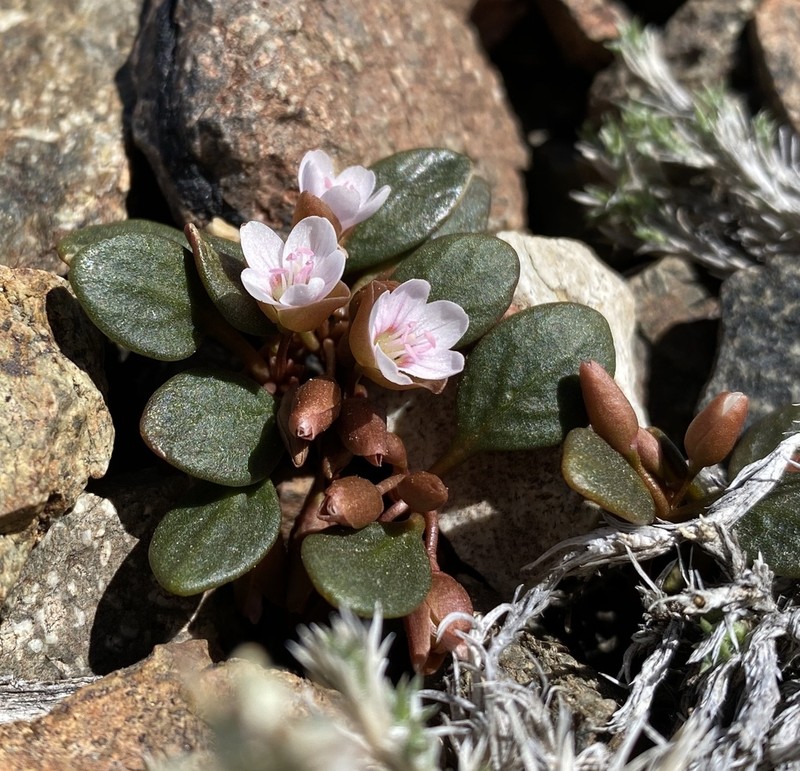 Great Basin Springbeauty photo 5