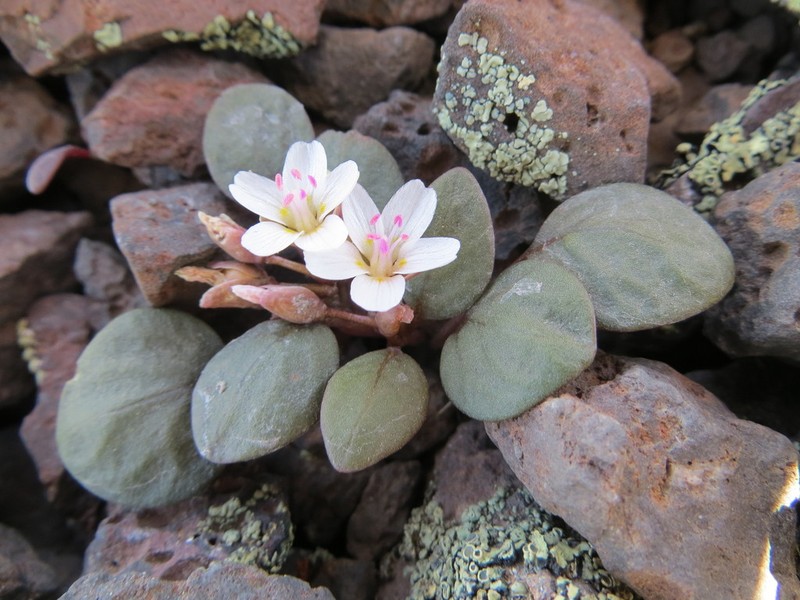 Great Basin Springbeauty photo 6
