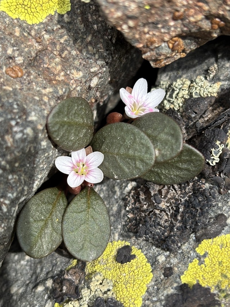 Great Basin Springbeauty photo 7