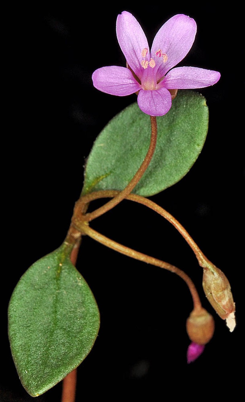 Great Basin Springbeauty photo 8
