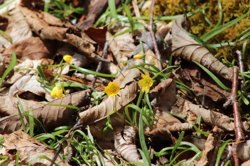 Virginia Springbeauty photo 2