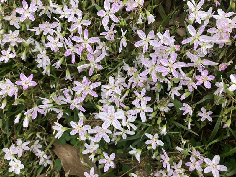 Virginia Springbeauty photo 3