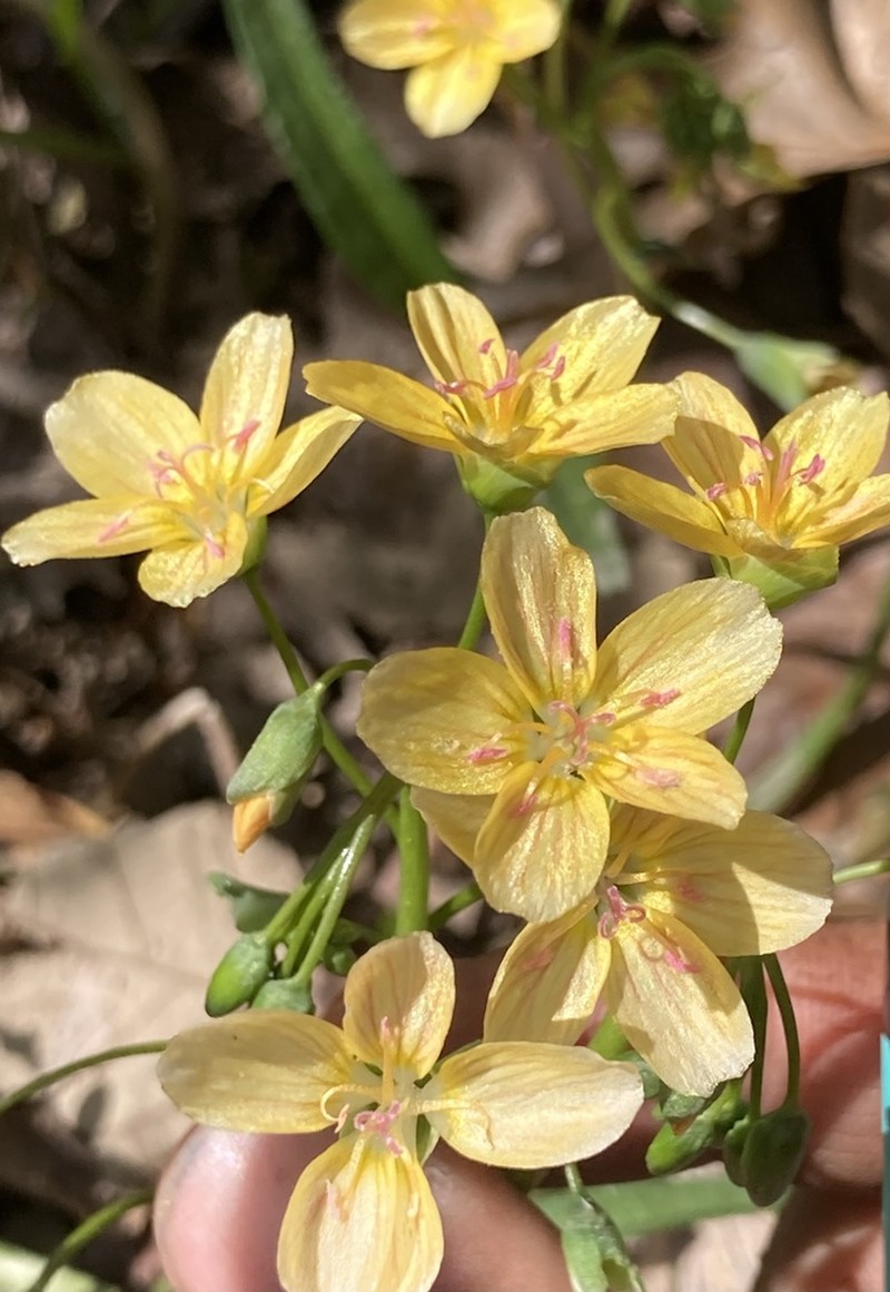 Virginia Springbeauty photo 4