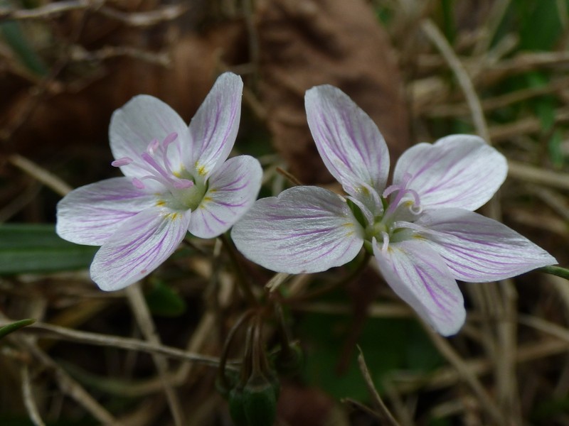 Virginia Springbeauty photo 5