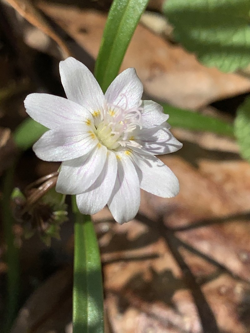 Virginia Springbeauty photo 6