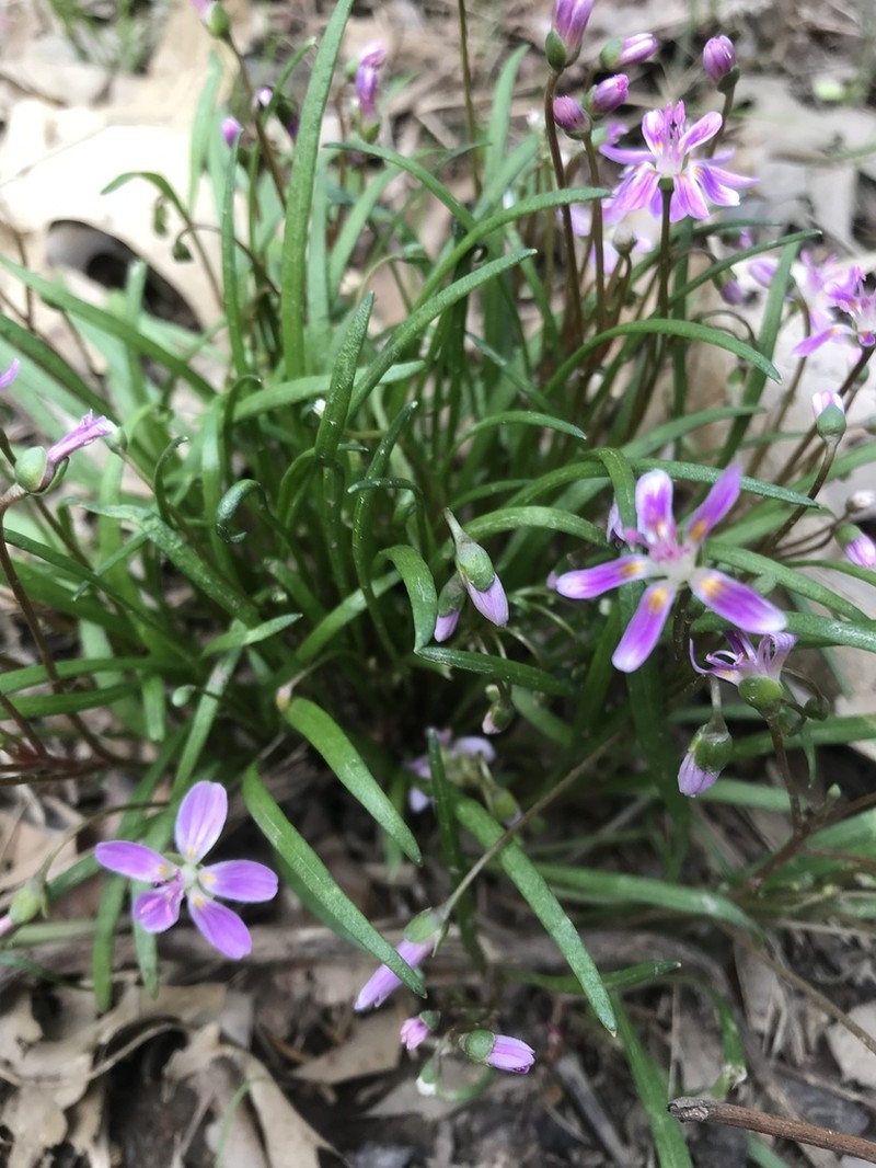Virginia Springbeauty photo 7