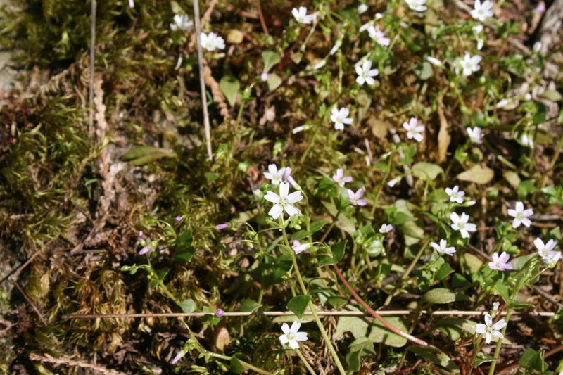 Washington Springbeauty photo 2