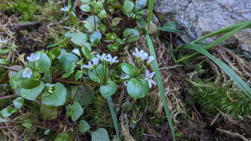 Washington Springbeauty photo 4