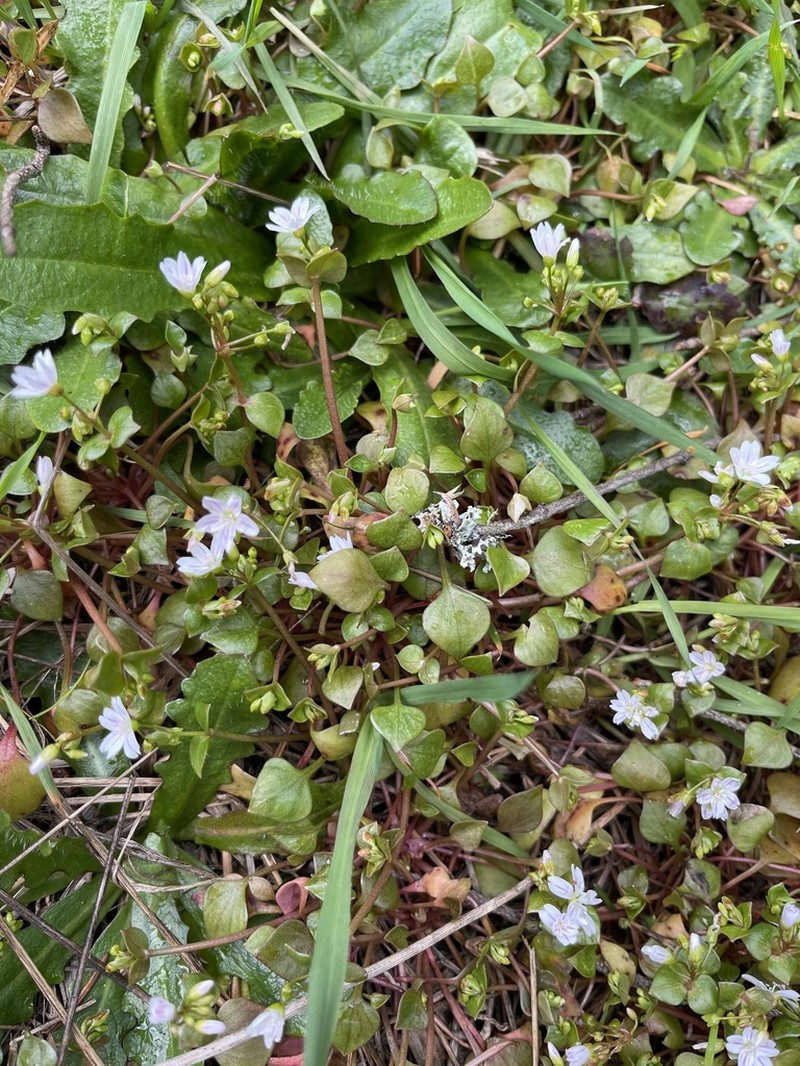 Washington Springbeauty photo 5