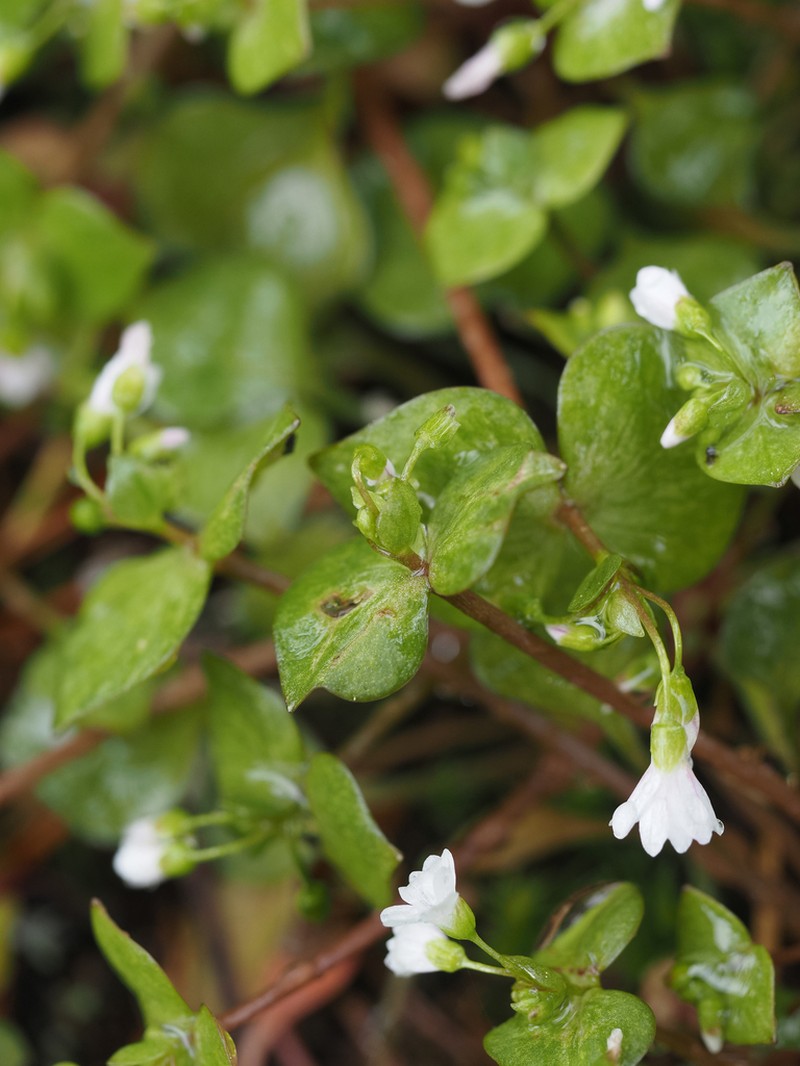 Washington Springbeauty photo 7