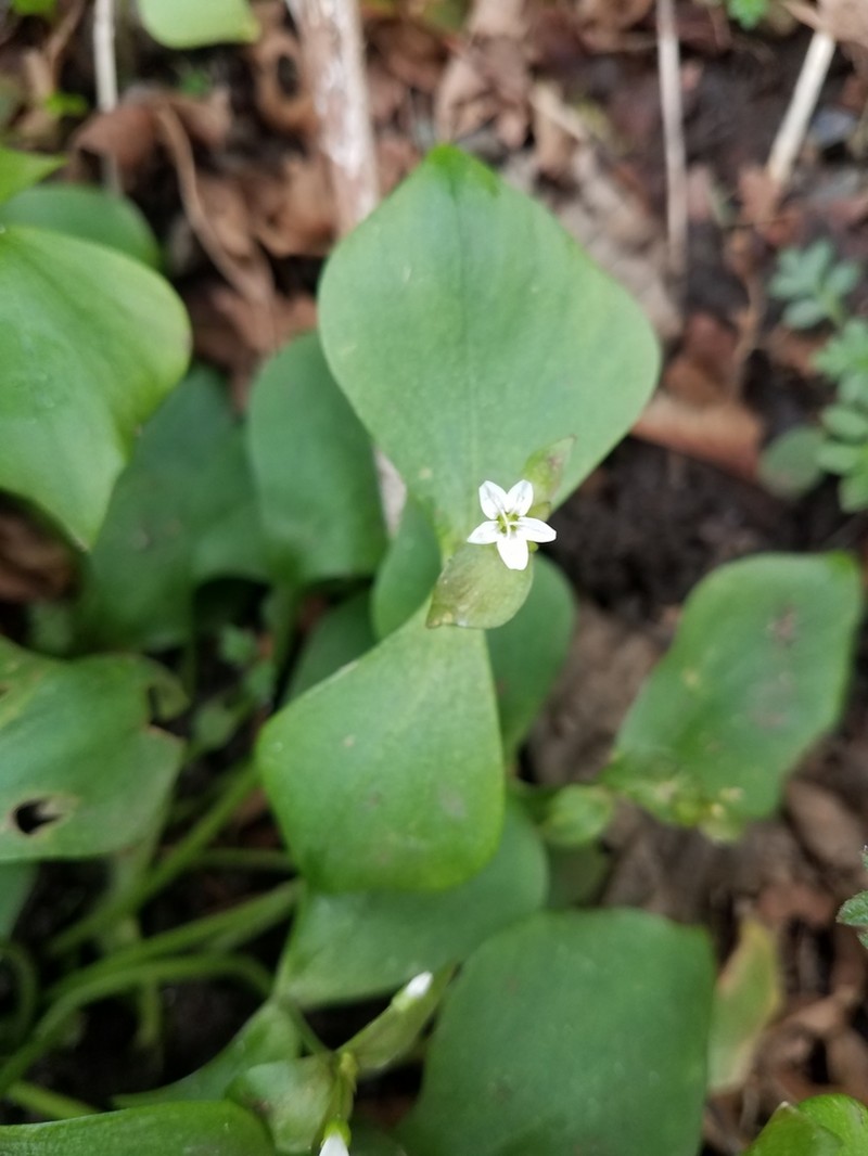 Washington Springbeauty photo 8