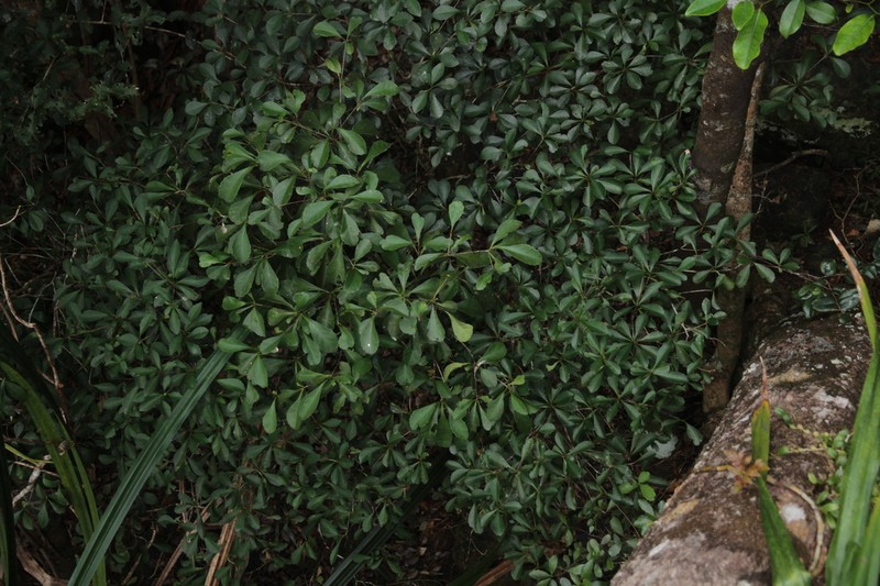 Cleidion artense