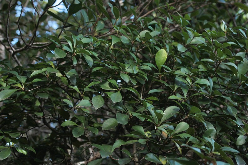 Cleidion artense photo 2