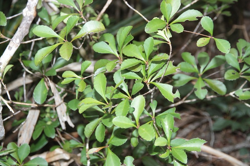 Cleidion artense photo 6