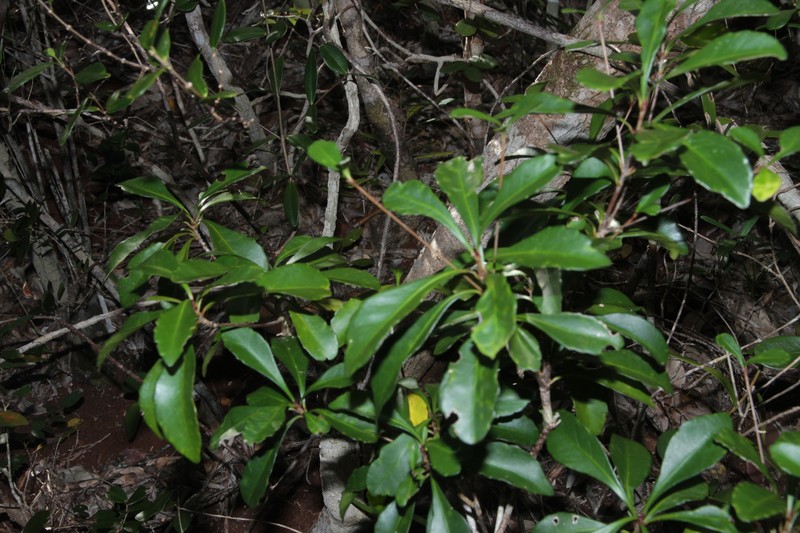 Cleidion artense photo 8