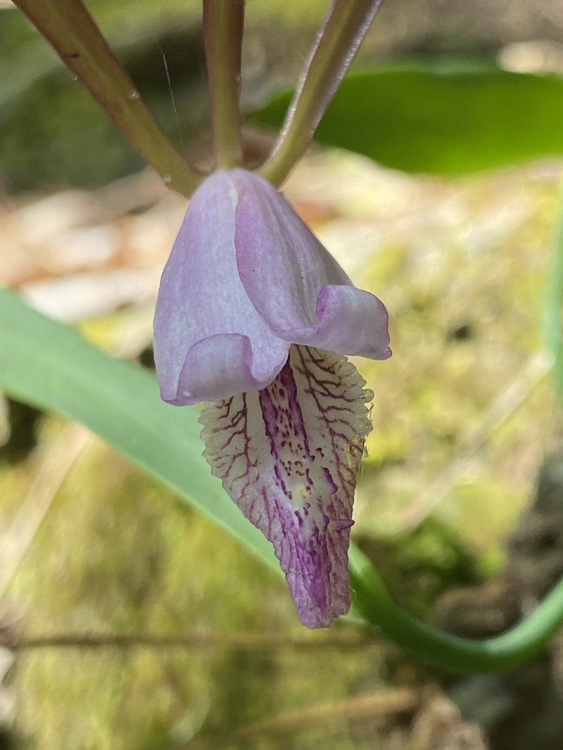 Small Spreading Pogonia