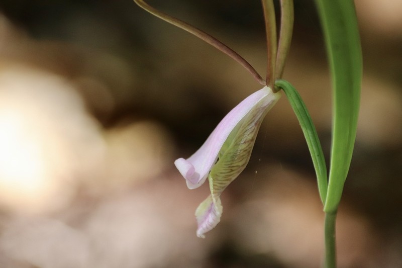 Small Spreading Pogonia photo 2
