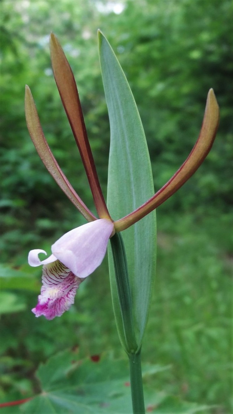 Small Spreading Pogonia photo 3