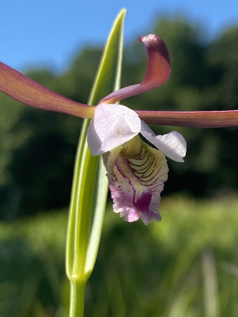 Small Spreading Pogonia photo 4