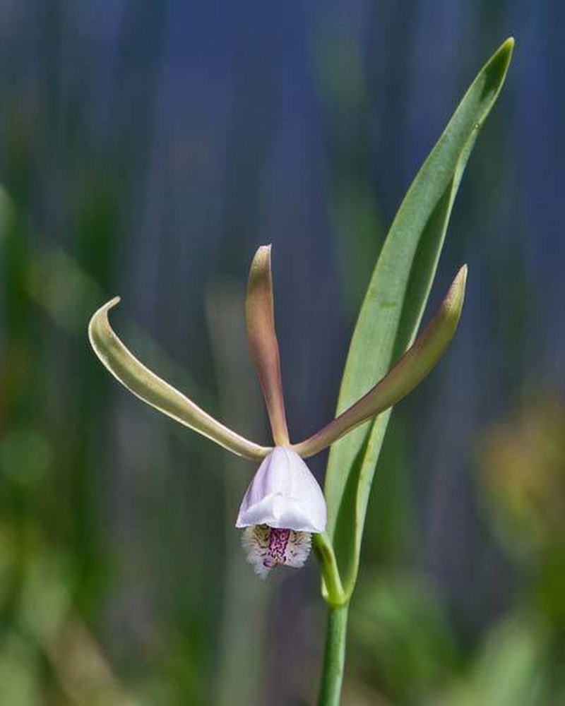 Small Spreading Pogonia photo 5