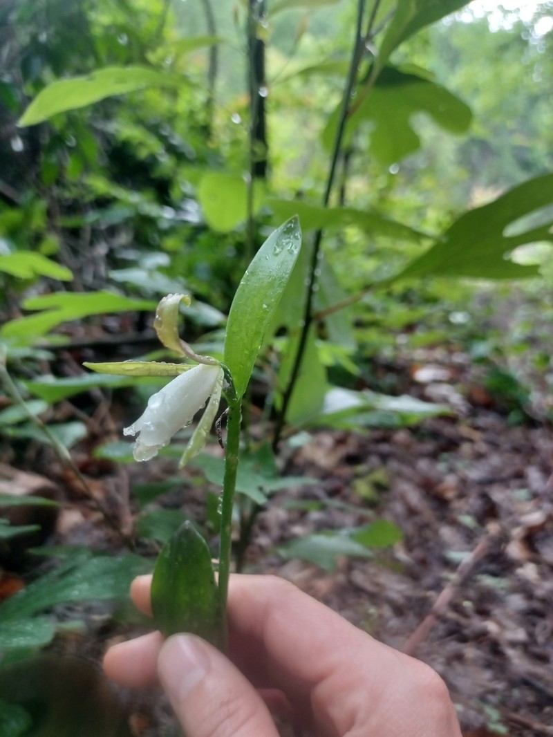 Small Spreading Pogonia photo 6