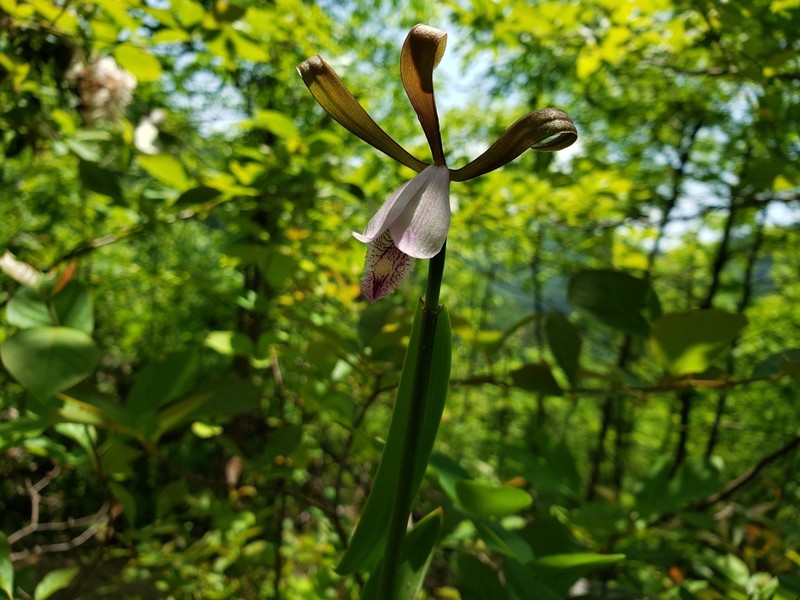 Small Spreading Pogonia photo 7