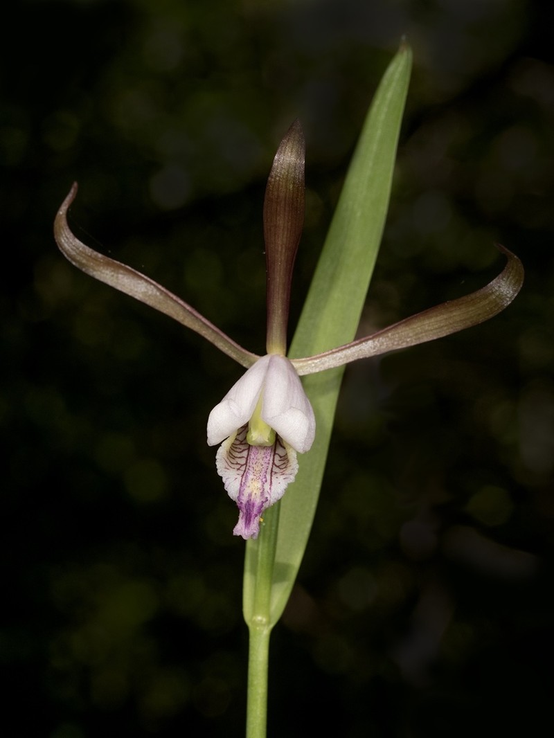 Small Spreading Pogonia photo 8