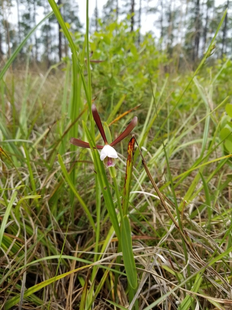 Rosebud Orchid
